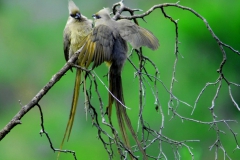 Mousebirds 2