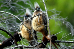 Mousebirds