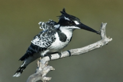 Pied Kingfisher