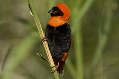 Red Bishop 2