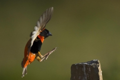 Red Bishop