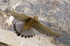 Rock Kestrel 2