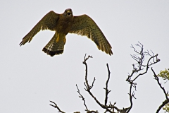 Rock Kestrel