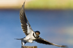 Swallow