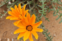 Orange Flower