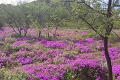 Pink Fields