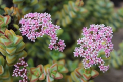 Pink Cluster