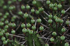 Pricklies