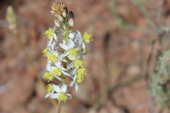 Yellow and white