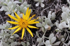 Yellow on grey