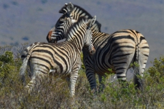 Two zebras