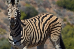 Zebra facing