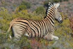 Zebra gallop