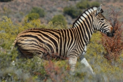Zebra trot