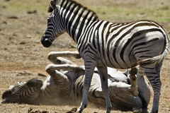 Zebra rolling