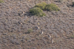 Zebras running