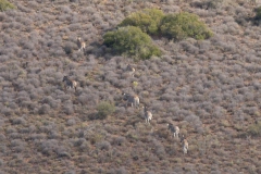 Zebras running